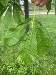 Aesculus