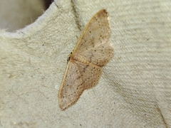 Idaea eugeniata