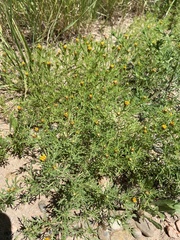 Dyssodia papposa