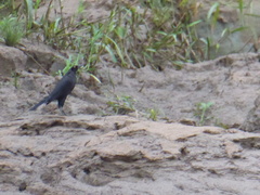 Molothrus oryzivorus