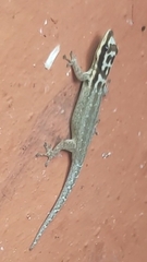 Lygodactylus mombasicus