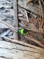 Chrysolina herbacea
