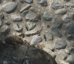 Ochetellus glaber