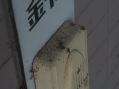 Hemidactylus frenatus