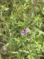 Lythrum alatum