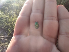 Chrysolina herbacea