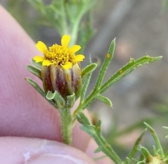 Dyssodia papposa