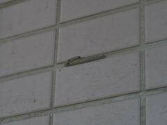 Paraleptomenes miniatus