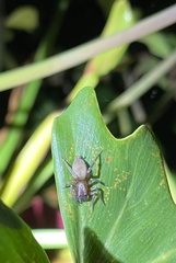 Clubionidae