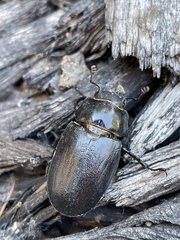 Lucanus placidus