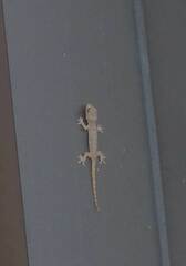 Hemidactylus frenatus