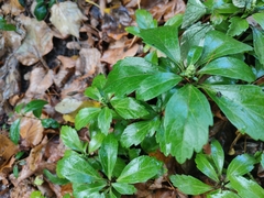 Pachysandra terminalis