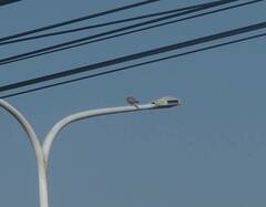 Streptopelia tranquebarica