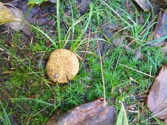 Scleroderma citrinum