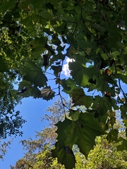 Platanus occidentalis