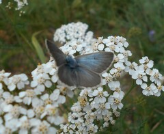 Aricia nicias