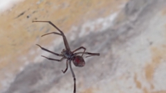 Latrodectus hesperus