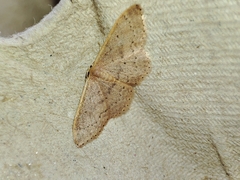 Idaea eugeniata