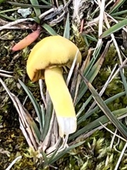 Hygrocybe acutoconica