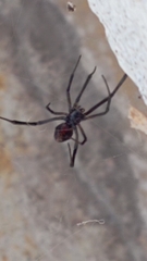Latrodectus hesperus