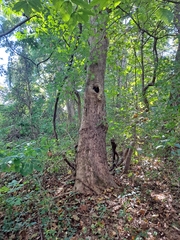 Platanus occidentalis