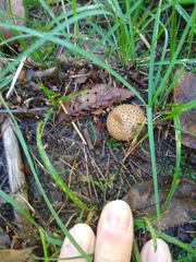 Scleroderma citrinum