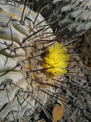 Copiapoa dealbata
