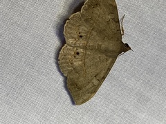 Anticarsia gemmatalis