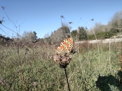 Melitaea