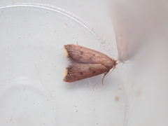 Tachystola acroxantha