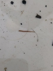 Erpobdella octoculata