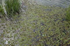 Salvinia natans