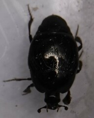 Histeridae