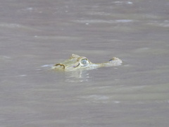 Caiman crocodilus