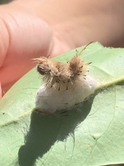 Dasychira meridionalis