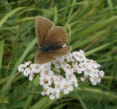 Lycaena