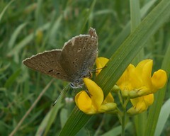 Lycaena