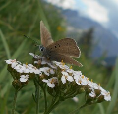 Lycaena