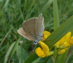 Lycaena