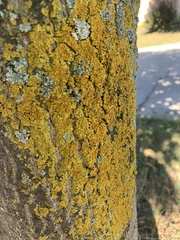 Candelariaceae