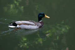 Anas platyrhynchos platyrhynchos