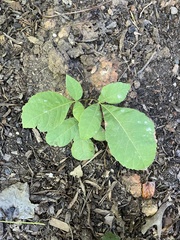 Ptelea trifoliata