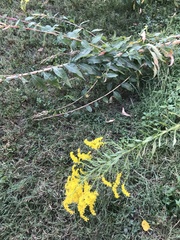 Solidago altissima