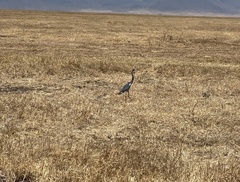 Ardea melanocephala