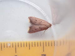 Tachystola acroxantha