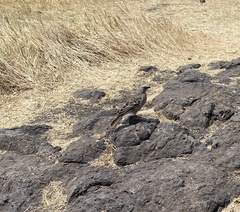 Histurgops ruficauda