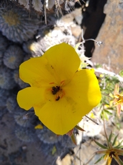 Balbisia peduncularis