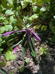 Tradescantia spathacea