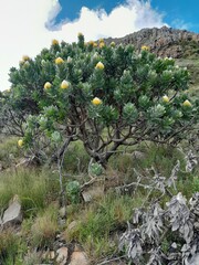 Leucospermum conocarpodendron conocarpodendron