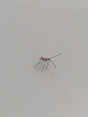 Zelus longipes